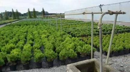 江西翰林實業 從“園林新秀”到“苗木標桿”的崛起之路